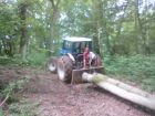 Timber extraction - oak thinning - on local Estate
