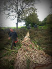 Large Spruce felled