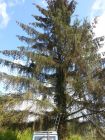 Large Spruce to be felled in small paddock