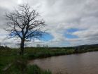 Large dead Oak Tree to be felled at Froggatts Fishing Pools
