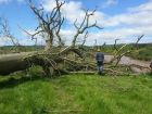 Same Oak Tree felled between 2 fishing pools