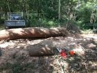 Ash stick ready to be sawn for firewood.
