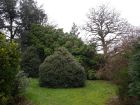 Same garden