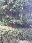 Large Leylandii to be felled in close proximity to bungalow.  Also customer did not want hedge damaged.