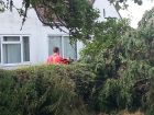 Leylandii fallen.