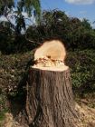 Same Leylandii - obtuse mouth cut used to allow tree to sit on stump when felled ensuring no damage to hedge.