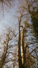 Lime trees sectioned down &amp; felled in controlled manner over top of sewage pit within grounds of Manor House