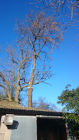 Removing Ash tree limb overhanging milking parlour in safe &amp; controlled manner