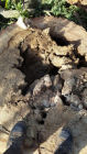 The tree was very dangerous as you can see by the rot in the root system