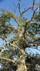 2 large oaks sectioned down &amp; felled: one had butt rot &amp; the other 50% dead in top.  Both adjacent to public footpath &amp; in close proximity to overhead power lines