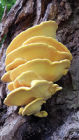 Honey Fungus, very beautiful but deadly to trees