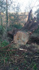 The cause of the tree falling was a shallow root system; the tree was live and healthy