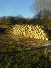 Pollarded Willow stack