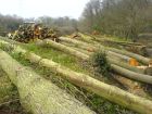 Felling riverside Alder