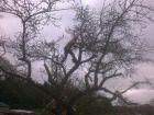 Crown reduction and reshaping to large fruit tree